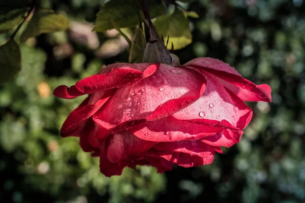 Floreciente Hermosa Rosa Colores Fondo Naturaleza Jardín — Foto de Stock