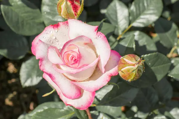 Flor Hermoso Brote Rosa Colores Fondo Del Jardín — Foto de Stock