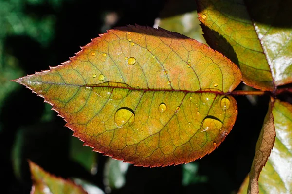 Листья Цветочные Травяные Текстуры Природы — стоковое фото