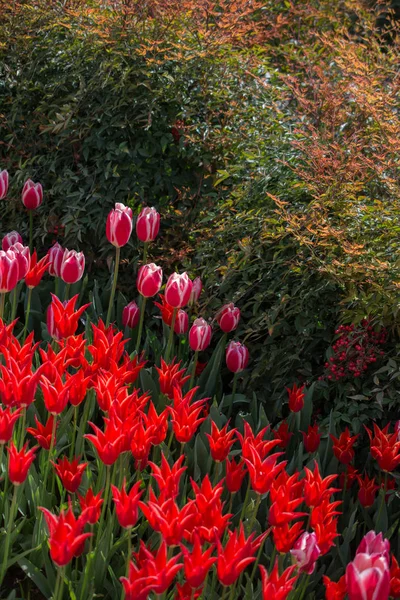 Tulipanes Color Rojo Floreciendo Jardín Primavera — Foto de Stock