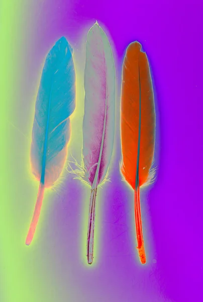 Foto Estudio Plumas Aves Colores Como Fondo Textura — Foto de Stock