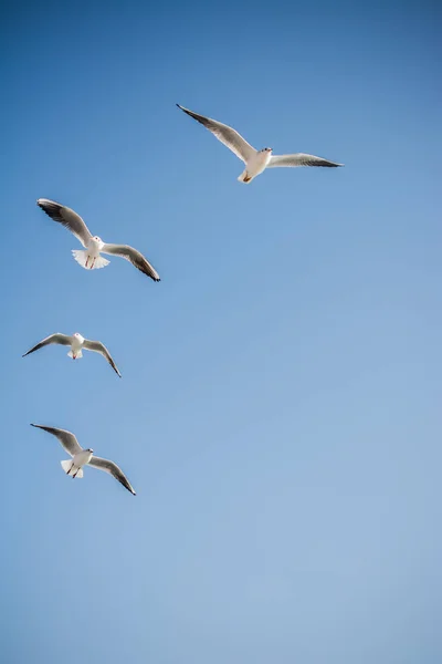 Möwen Fliegen Hintergrund — Stockfoto