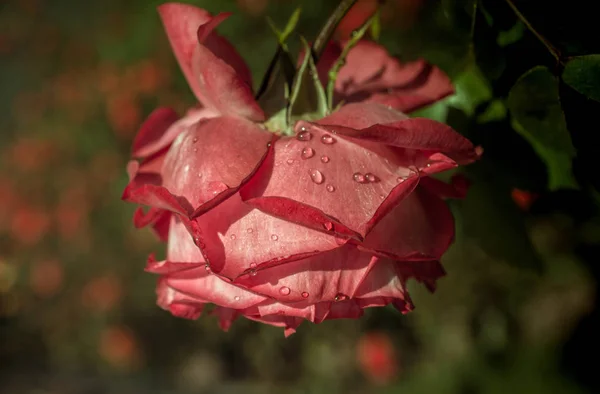 Hermosa Rosa Colorida Con Gotas Agua Ella — Foto de Stock