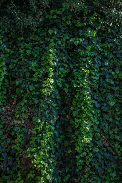 Folhas Verdes Estação Primavera — Fotografia de Stock
