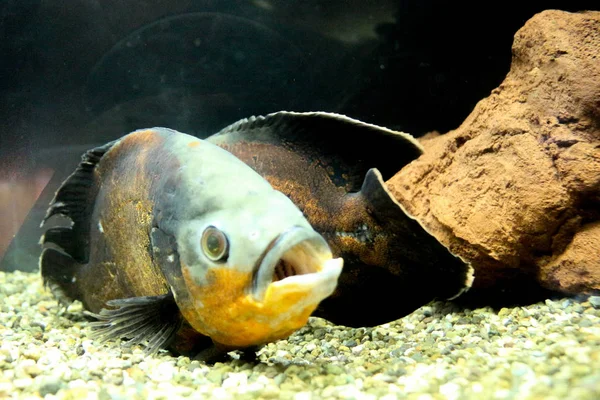 Bellissimi Pesci Colorati Nuotano Nell Ambiente Dell Acquario — Foto Stock