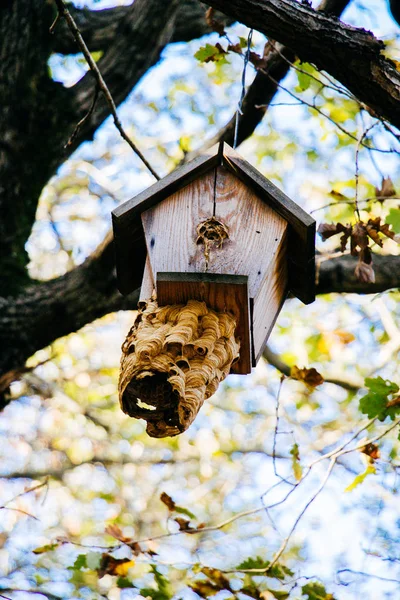 Aves Caseras Madera Colgando Una Rama Árbol — Foto de Stock