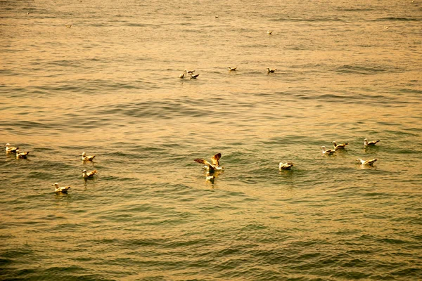 Las Gaviotas Están Agua Del Mar — Foto de Stock