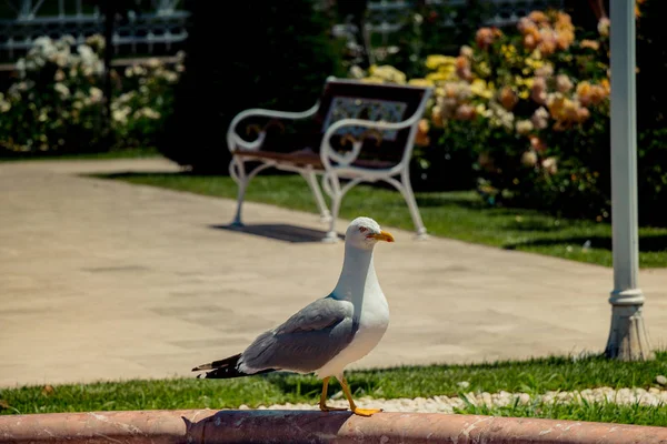 Gaivota Única Como Pássaro Marinho Selvagem Vista — Fotografia de Stock