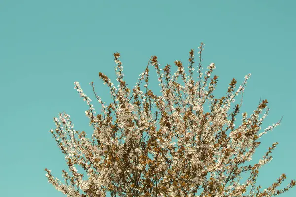 Kleurrijke Bloemen Bloeien Het Voorjaar Bomen — Stockfoto