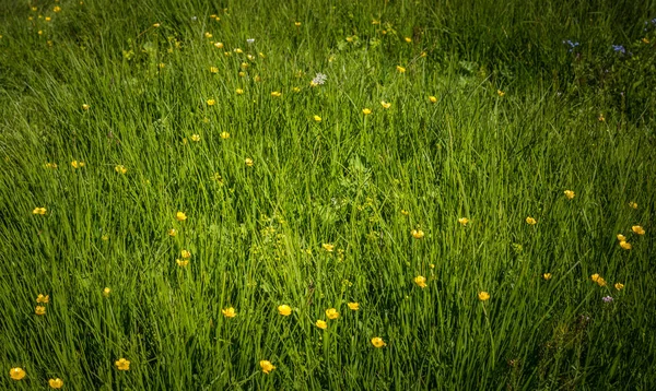 Blooming Beautiful Colorful Wild Flowers Artvin Highland — Stock Photo, Image