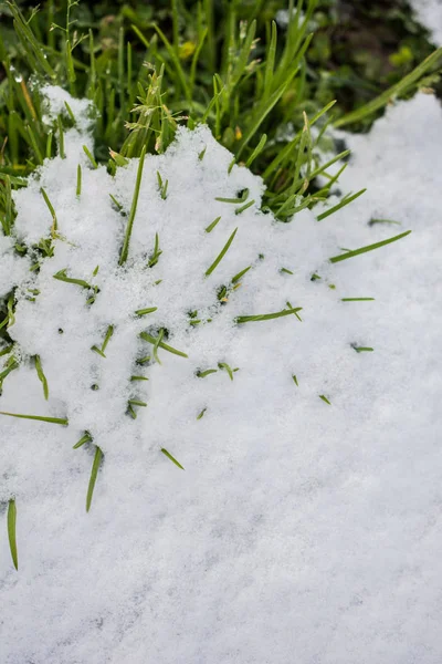 Nieve Blanca Sobre Hierba Verde Frío Invierno —  Fotos de Stock