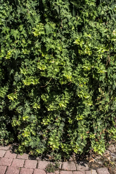 Folhas Verdes Penduradas Parede — Fotografia de Stock