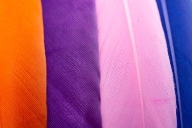 Renkli kuş tüylerinin doku arkaplanı olarak stüdyo fotoğrafı