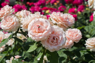 Bahar bahçesinde çiçek açan güzel güller