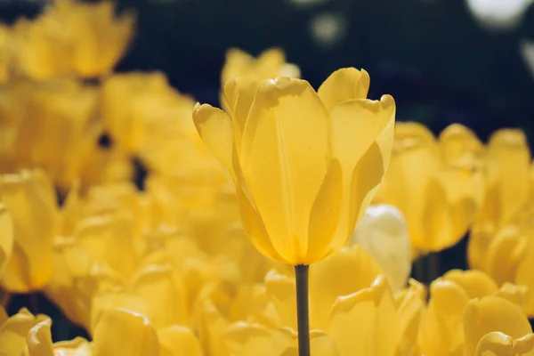 Kleurrijke Tulpenbloemen Bloeien Voorjaarstuin — Stockfoto