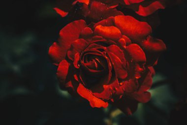 Çiçek açan gül çalılarının yakınına