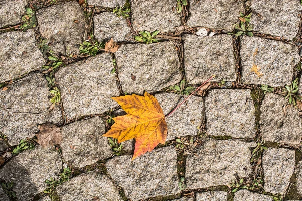 Foglia secca come sfondo autunnale — Foto Stock