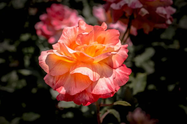 Piękna róża w tle kwiatów kwitnących — Zdjęcie stockowe