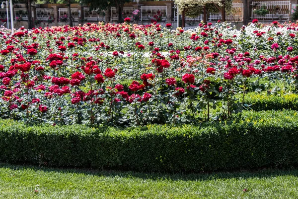 Rosas vermelhas e rosa em um parque botânico — Fotografia de Stock