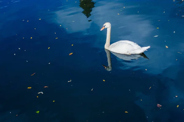 Bonito cisne blanco en vivo en el estanque —  Fotos de Stock