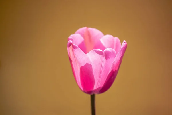 Fioritura di fiori di tulipano colorato con uno sfondo colorato — Foto Stock