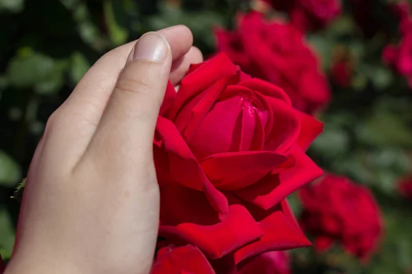 Mão Segurando Rosa Flor Jardim — Fotografia de Stock