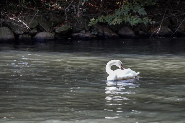 Cisne branco encantador viver na lagoa — Fotografia de Stock