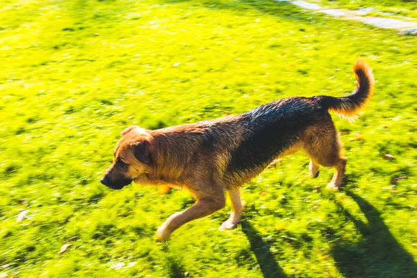 Cane randagio è in un parco — Foto Stock