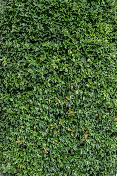 Hojas colgando en una pared en exhibición — Foto de Stock