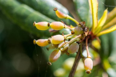Yabani meyve ağacı doğada bulunan