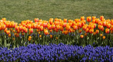 İlkbaharda açan laleler 