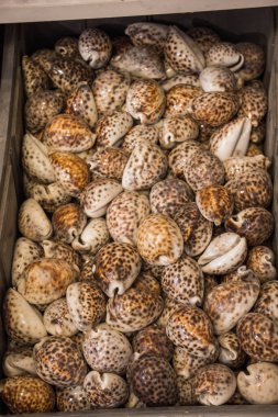 Deniz kabukları aynı tür toplanan 