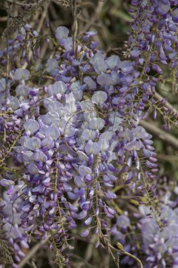 Renkli görüntü vahşi bahar çiçek çiçeklenme