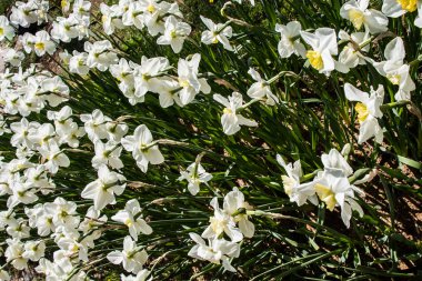 çiçek bir arka plan yapma çiçekler açar