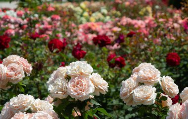 Istanbul 'da bir botanik parkında beyaz güller