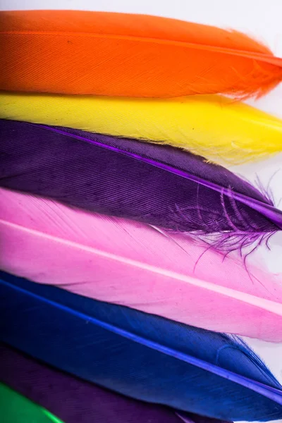 Estúdio tiro foto colorido penas de pássaro como fundo de textura — Fotografia de Stock