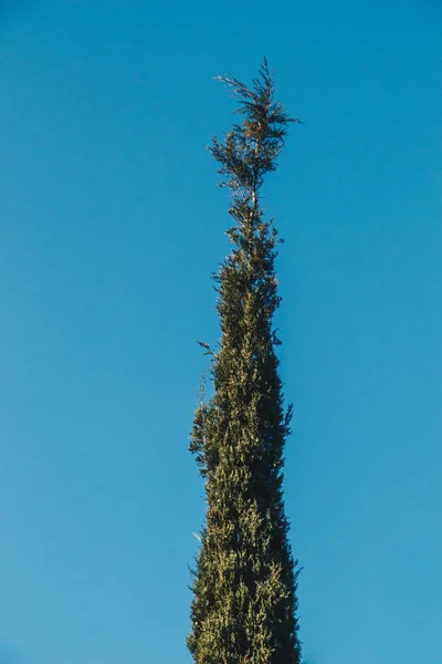 Top view tree leaves with branches growing in botanical park