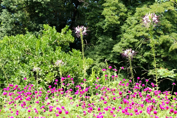 De belles fleurs dans la nature — Photo