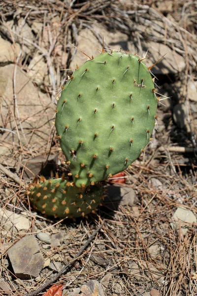 Vackra blommor i naturen — Stockfoto