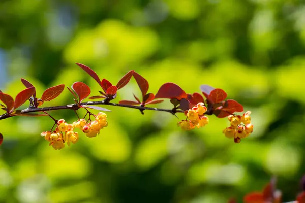 カラフルなビューで野生の春の花を開花 — ストック写真