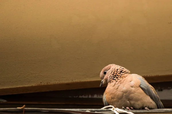 Pássaro bonito como natureza Vida selvagem fundo — Fotografia de Stock