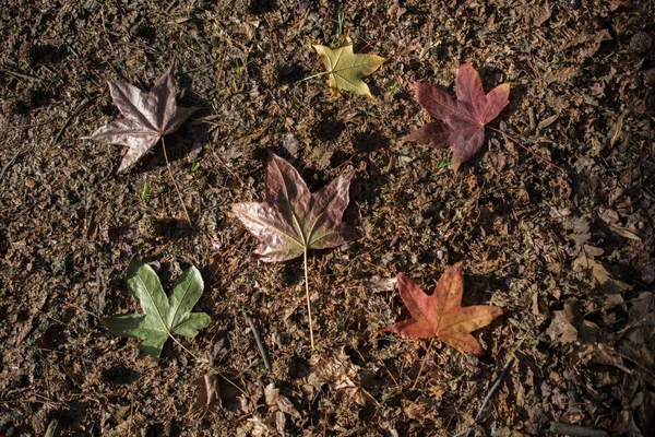 Hojas secas de otoño a la vista — Foto de Stock