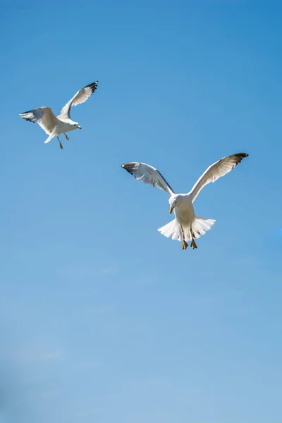 Gaivotas voando em um céu — Fotografia de Stock