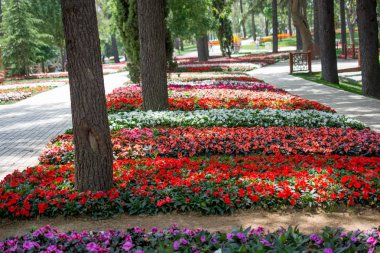 Bir ağaç gövdesini kapatın.