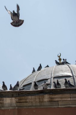 Yalnız kuş doğal ortamda yaşar.