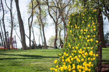 Baharda Lale Bahçesi