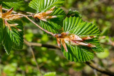 Bir yeşil ağaç görünümünde bir parçası