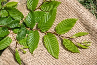 Keten tuval üzerine yeşil yaprakları