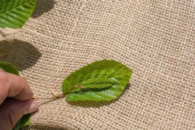 Keten tuval üzerine yeşil yaprakları