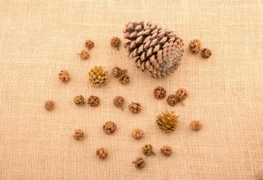 Tuval üzerinde bitki bakla, kapsül ve çam kozalakları